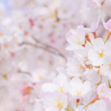 桜の季節です～春おススメのアロマをご紹介致します～