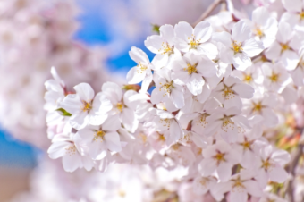 桜アロマと春の食材～季節の変化に順応し多幸感を味わう～