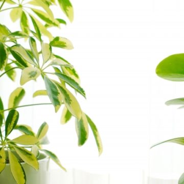 お部屋に緑葉植物、いかがですか？～空気を浄化して健康な生活を～
